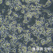 MSTO-211H（人肺癌细胞株）