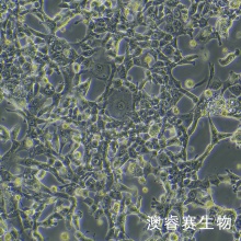 MSTO-211H（人肺癌细胞株）