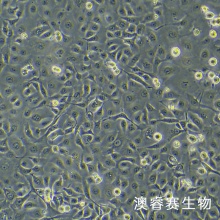 NCI-H1650（人非小细胞肺癌细胞）