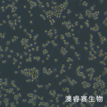 NR8383 [AgC11x3A; NR8383.1]（大鼠肺泡巨噬细胞）