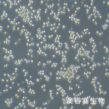 NR8383 [AgC11x3A; NR8383.1]（大鼠肺泡巨噬细胞）