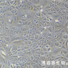 NRK-52E（大鼠肾细胞）