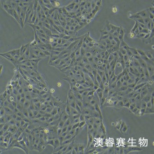 PK-15（猪肾细胞）