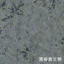 RAW 264.7（小鼠单核巨噬细胞白血病细胞）