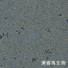 RAW 264.7（小鼠单核巨噬细胞白血病细胞）