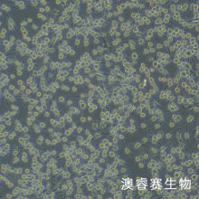 RBL-2H3（大鼠嗜碱性细胞白血病细胞）