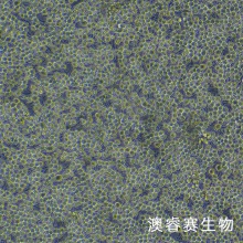 RBL-2H3（大鼠嗜碱性细胞白血病细胞）