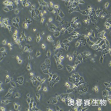 RH-35（大鼠肝癌细胞）