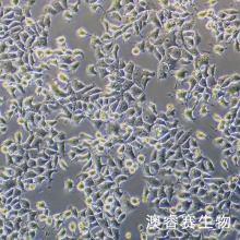 RH-35（大鼠肝癌细胞）