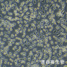 NCTC clone 929 [L cell, L-929]（小鼠成纤维细胞）