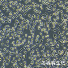NCTC clone 929 [L cell, L-929]（小鼠成纤维细胞）