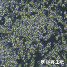 LoVo（人结肠癌细胞）