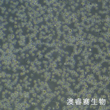 OCI-LY1（人B细胞淋巴瘤）