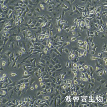 A549-GFP（人肺癌细胞带绿色荧光）