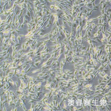 C6-LUC（荧光素酶标记的大鼠胶质瘤细胞）