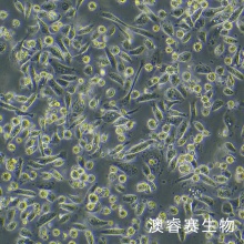 PC-3-LUC人前列腺癌细胞荧光素酶标记