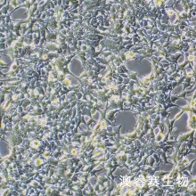 293F（人胚肾细胞-F克隆）