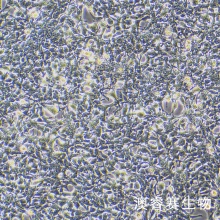 293F（人胚肾细胞-F克隆）