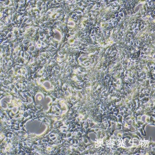 293T（人胚肾细胞）