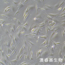 3T3-L1（小鼠胚胎成纤维细胞）