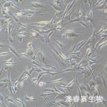 3T3-L1（小鼠胚胎成纤维细胞）