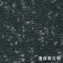 769-P（人肾细胞腺癌细胞）