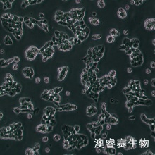 A-673（人横纹肌肉瘤细胞）