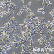 BNL CL.2（小鼠胚胎肝细胞）