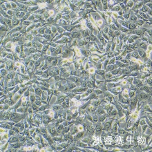 BT-549（人乳腺管癌细胞）