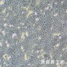 BxPC-3（人原位胰腺腺癌细胞）