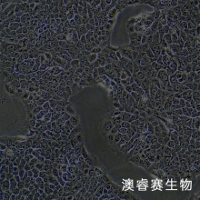 BxPC-3（人原位胰腺腺癌细胞）