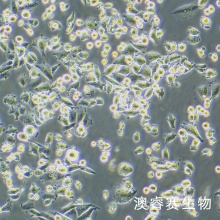 CHO-K1（仓鼠卵巢细胞亚株）