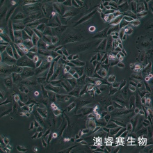 CHO-K1（仓鼠卵巢细胞亚株）