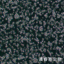 EL4（小鼠淋巴瘤细胞）