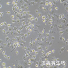 LLC-MK2（恒河猴肾细胞）