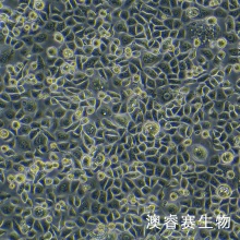 ME-180（人子宫颈表皮癌细胞）