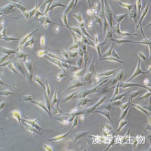 MG-63（人骨肉瘤细胞）