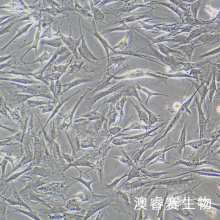 OP9（小鼠骨髓基质细胞）