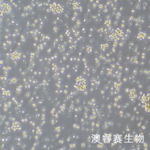 Raji（人Burkitt's淋巴瘤细胞）