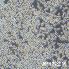 Sf9（昆虫卵巢细胞）