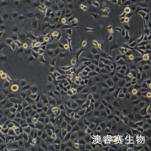 SHZ-88（大鼠乳腺癌细胞）