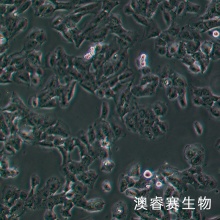 SK-MES-1（人肺鳞癌细胞）