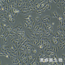 T24 [T-24]（人膀胱移行细胞癌细胞）