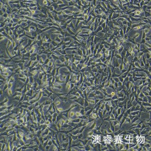 TM3（小鼠睾丸间质细胞）