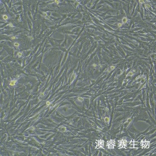 U251（人胶质瘤细胞）