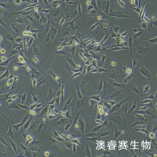 U-87 MG（人脑星形胶质母细胞瘤细胞）