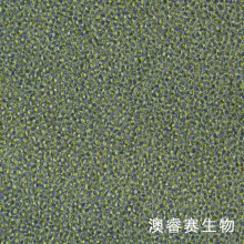 U-937（人组织细胞淋巴瘤细胞）