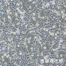 V79（仓鼠肺细胞）