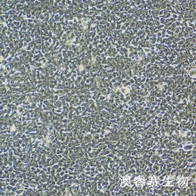 V79（仓鼠肺细胞）