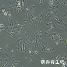 Vero（非洲绿猴肾细胞）